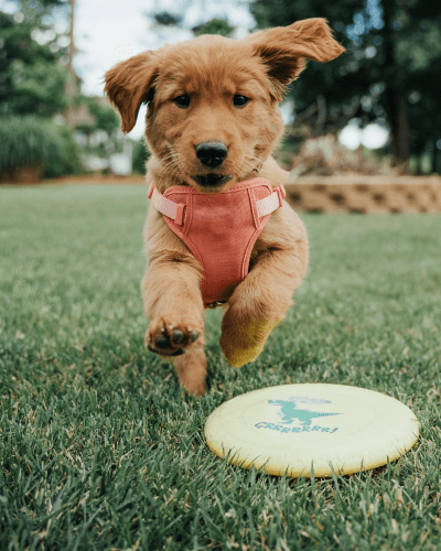 puppy
